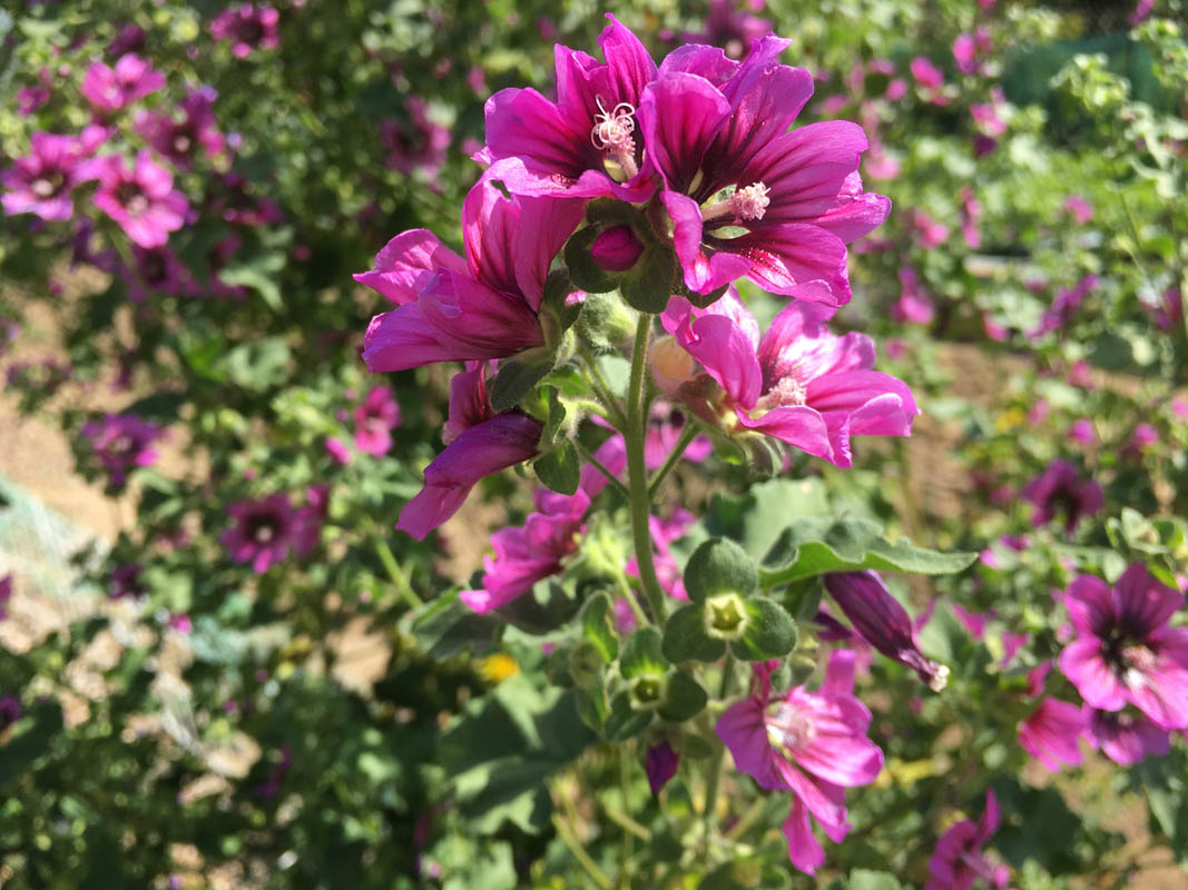 Malva arborea